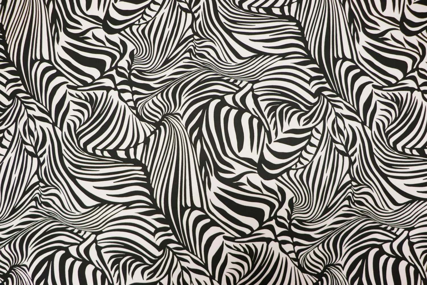 Monochrome Zebra (8D)